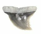 Fossil Hemipristis Shark Tooth - Maryland #42558-1